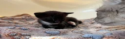 Mixed Breed cats for adoption: 3x rescue kittens need new home(s) in Hook - Advert 8