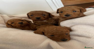 Cavapoo dogs - Advert 2
