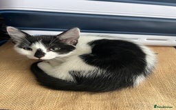 British Shorthair cats for sale: Playful kittens ready for loving homes - Image 6