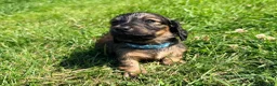 Miniature Dachshund dogs for sale: 5 Mini Smooth & 2 Mini Long Haired Dachshunds in Stoke-on-Trent - Advert 7