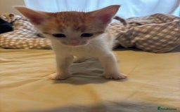 British Shorthair cats for sale: Beautiful Bengal x Calico Kittens - Image 19