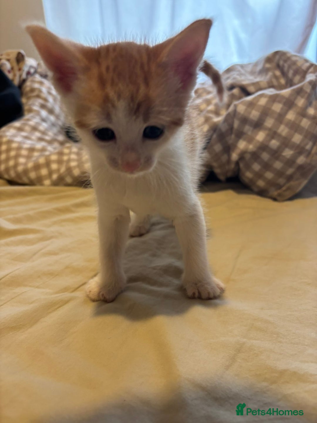 British Shorthair cats for sale: Beautiful Bengal x Calico Kittens - Image 19