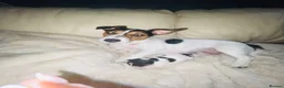 Jack Russell dogs for sale: Stunning Jack Russell puppies - Advert 24