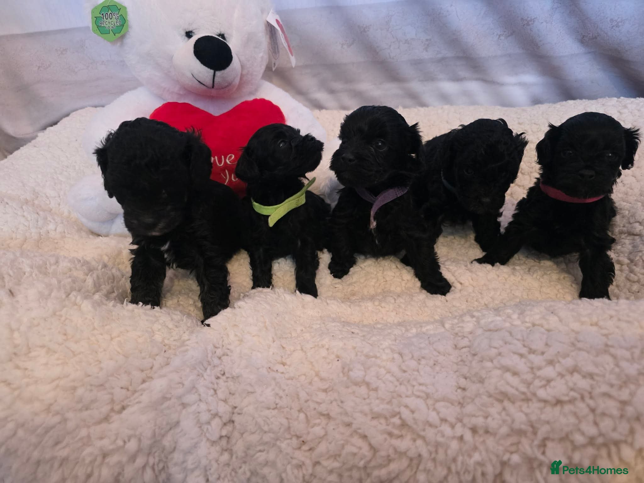 Cavapoo dogs Stunning cavapoos available  - Advert 2