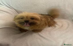 Mixed Breed dogs for sale: Shih-tzu x Pomeranian puppies for sale - Image 4