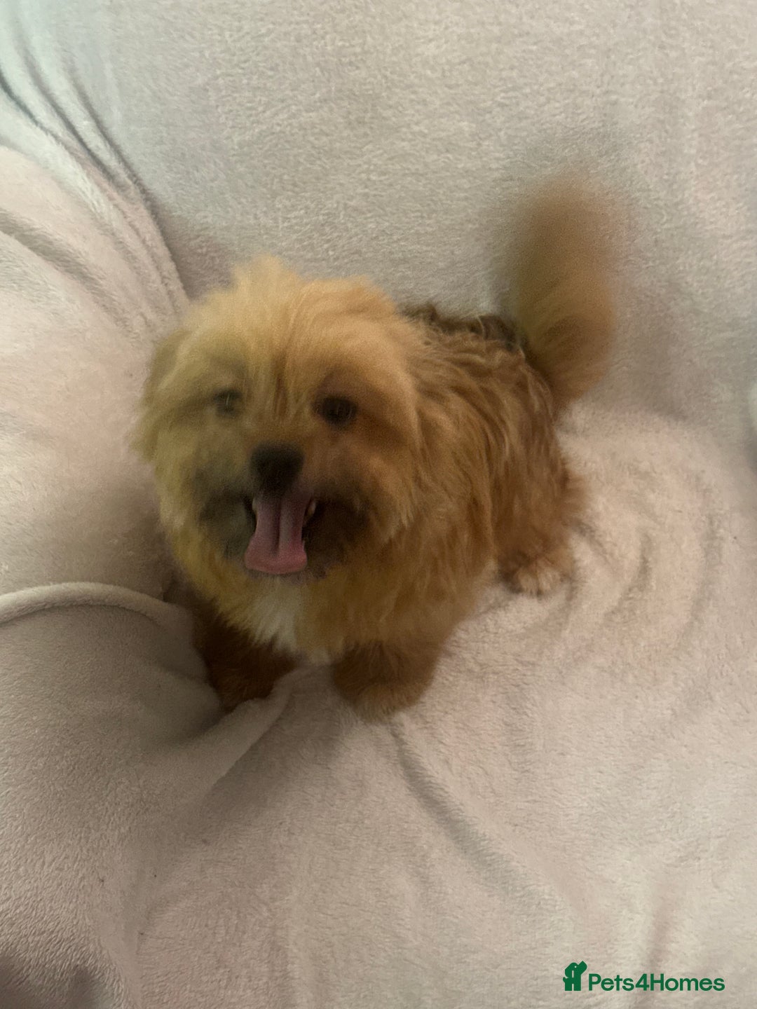 Mixed Breed dogs for sale: Shih-tzu x Pomeranian puppies for sale - Image 4