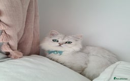 Persian cats for sale: White silver male persian cat kitten sale - Image 1