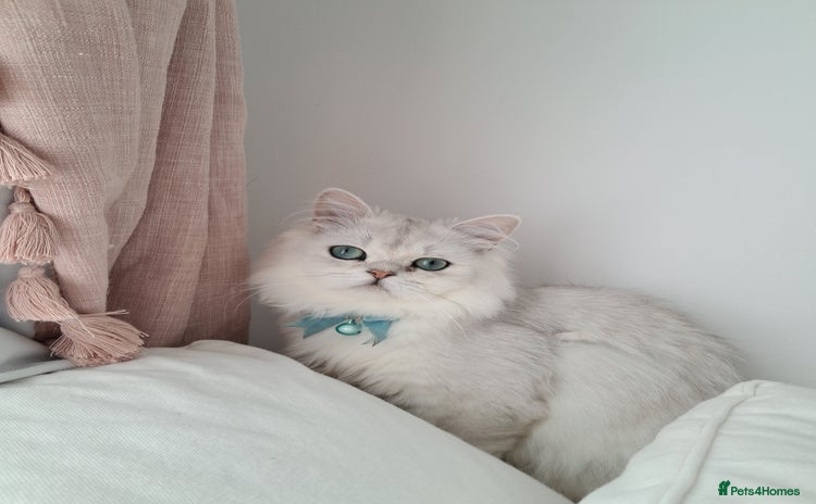 Persian cats - Advert 3