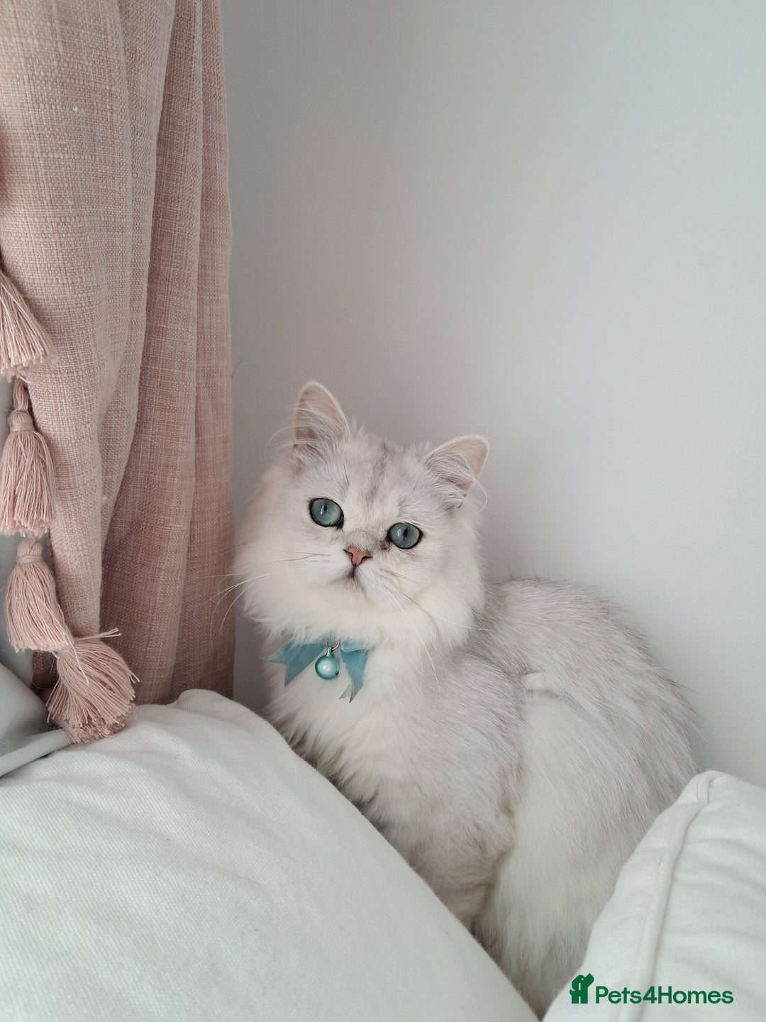 Persian cats for sale: White silver male persian cat kitten sale - Image 1