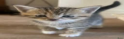 Mixed Breed cats for sale: 5 gorgeous kittens in Clitheroe - Advert 5