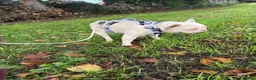 Mixed Breed dogs for adoption: ❤️🐶 HOPE – A UNIQUE LITTLE FRENCHIE - Advert 13