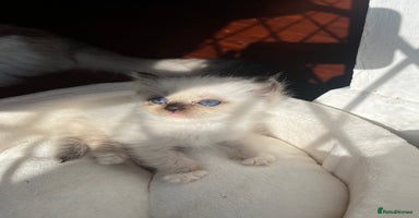 Ragdoll cats - Advert 6