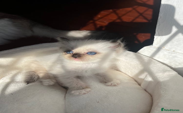 Ragdoll cats - Advert 1