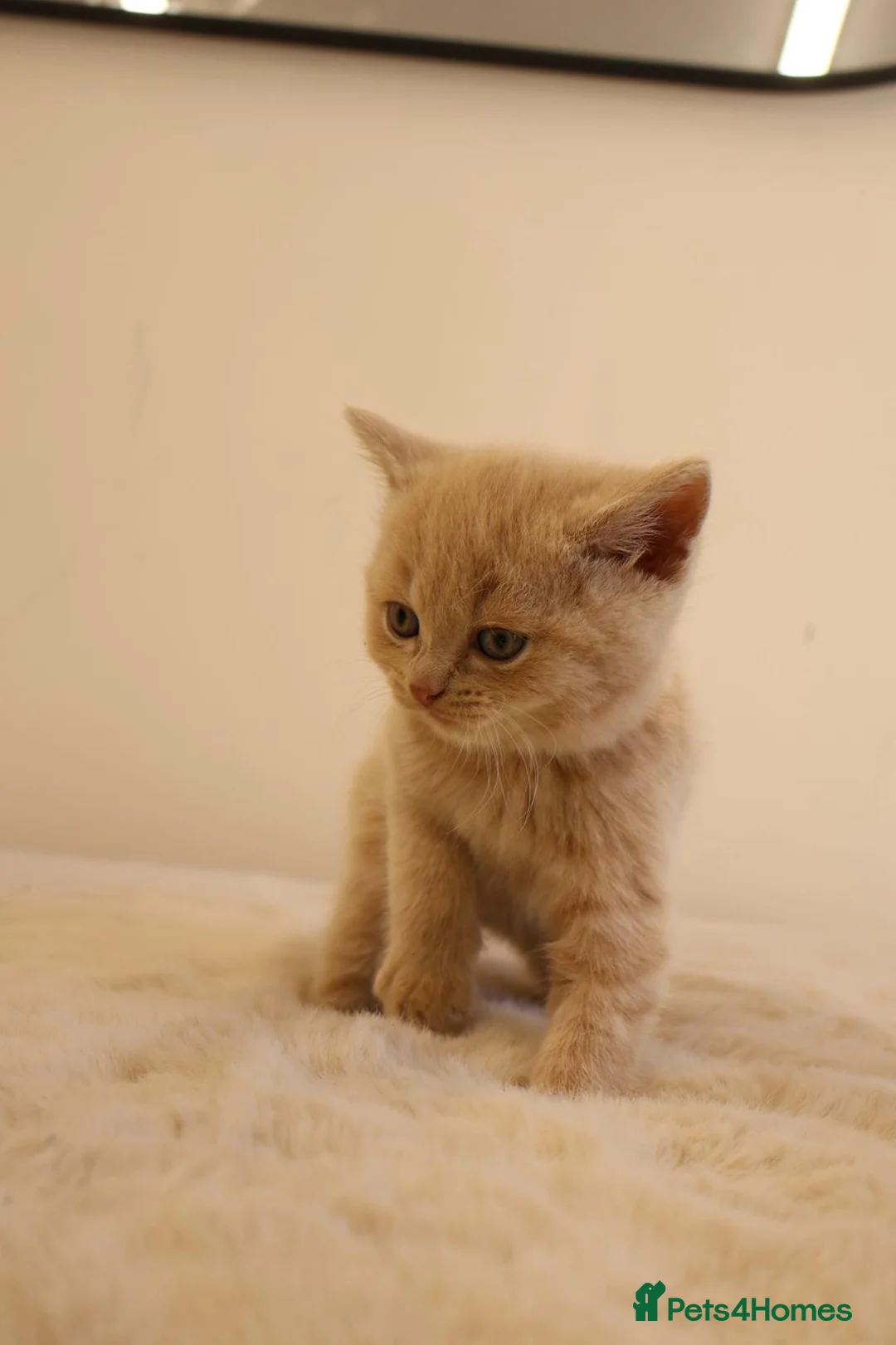 British Shorthair cats for sale: British short hair kitten - Advert 13