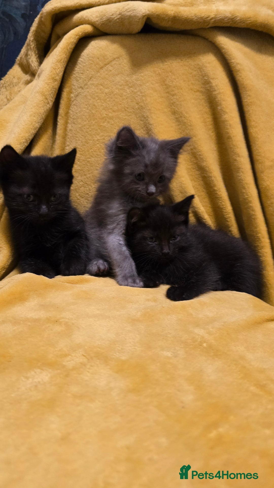 Mixed Breed cats for sale: Beautiful half ragdoll kittens - Image 15