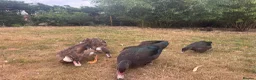 Ducks poultry for sale: Muscovy Ducks for sale - Male & Female - Advert 7
