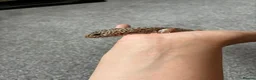 Leopard Gecko reptiles for sale: Mack Snow Leopard Gecko inc. full set up - Advert 4