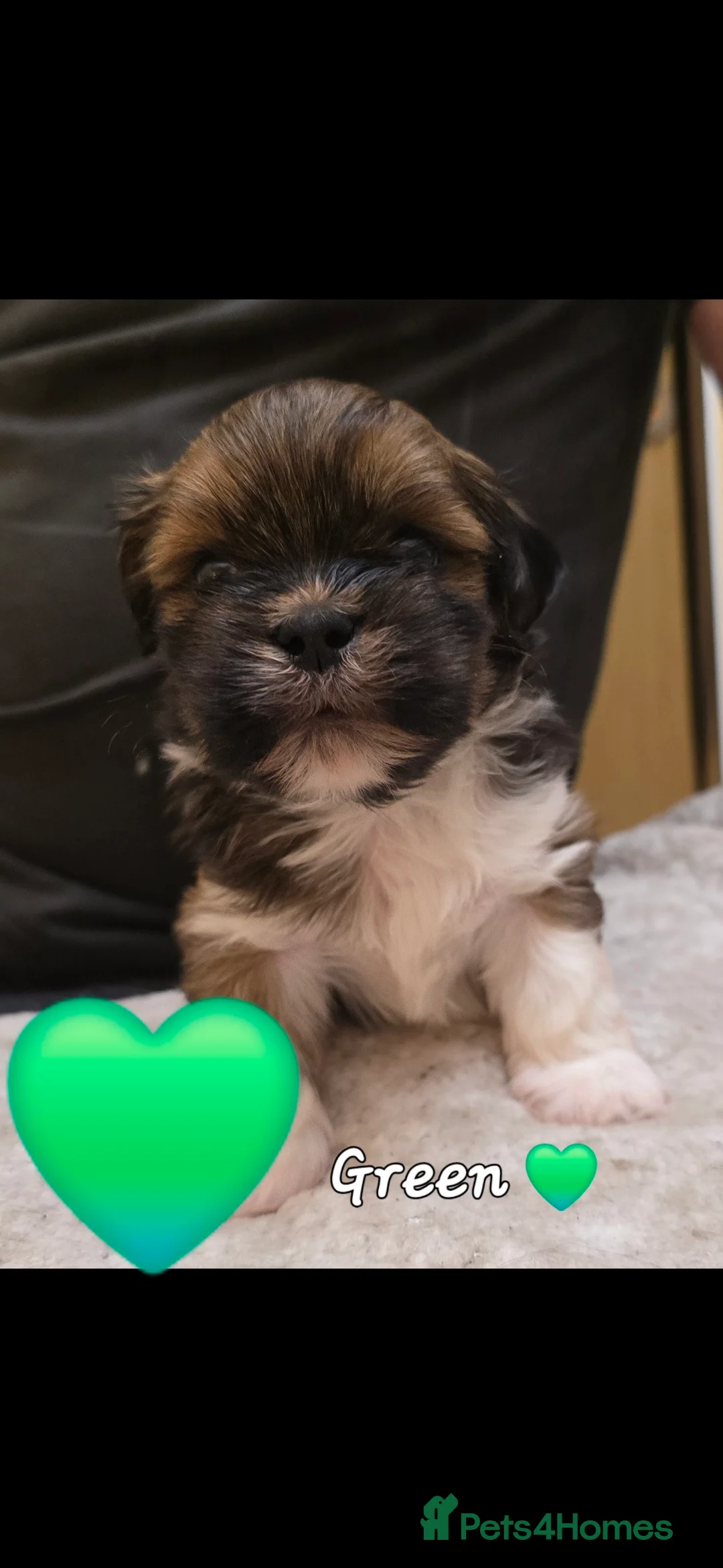 Lhasa Apso dogs for sale: Lhasa Apso Pups For Sale PARENTS PRA4 CLEAR  - Advert 2