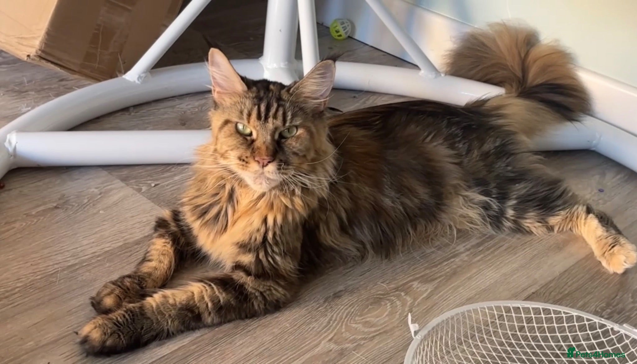 Maine Coon cats 3 Gorgeous TICA Registered Mainecoon kittens  - Advert 5