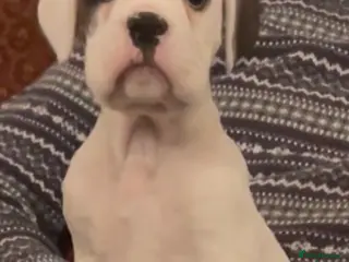 Boxer dogs adorable boxer puppies - Advert 13