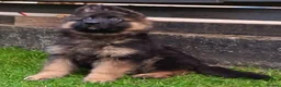 German Shepherd dogs for sale: KC PUPPIES FOR SALE - Advert 3