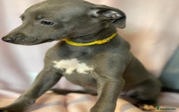 Whippet dogs for sale: Blue whippet puppies for sale - Image 16