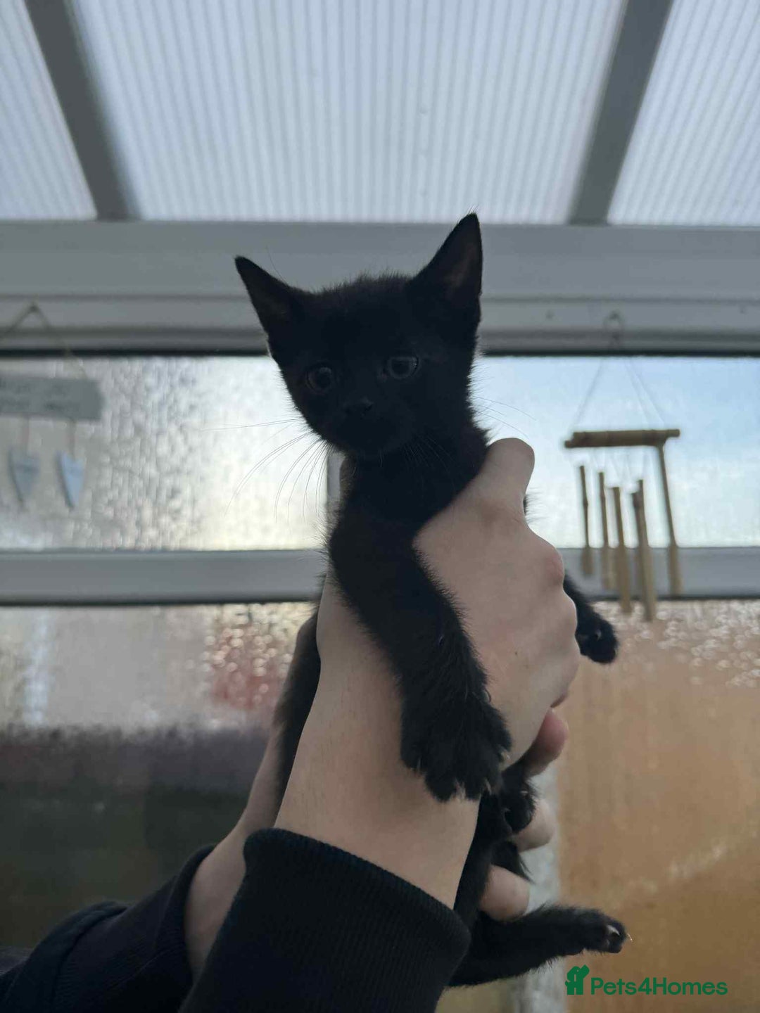 Oriental cats for sale: Oriental xxx - Advert 2