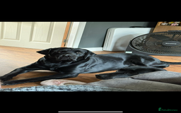 Labrador Retriever dogs for sale: Black labs for sale  - Image 8
