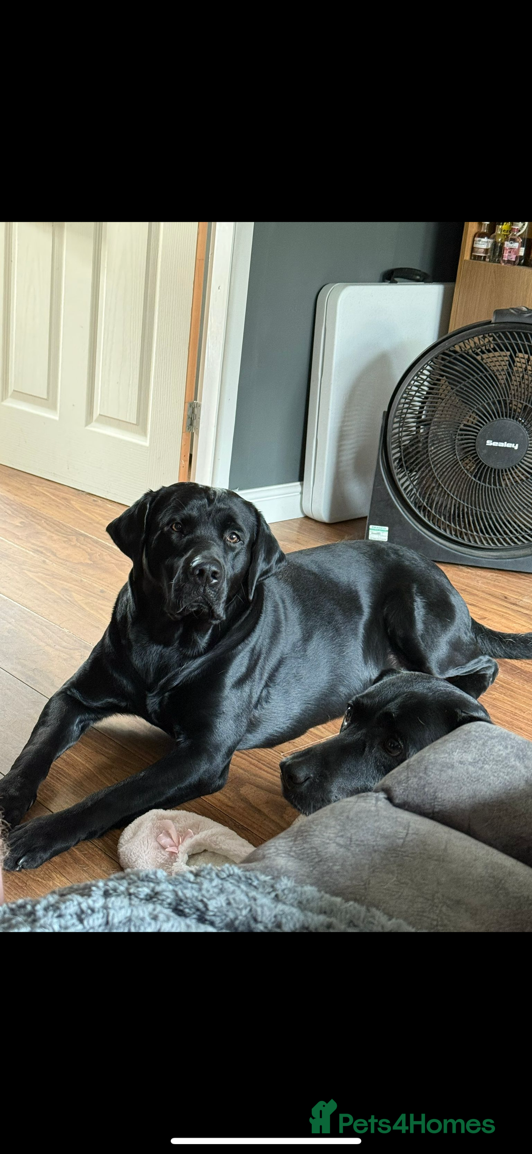 Labrador Retriever dogs for sale: Black labs for sale  - Image 8