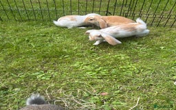 French Lop rabbits for sale: Beautiful and friendly French lop babies - Image 11