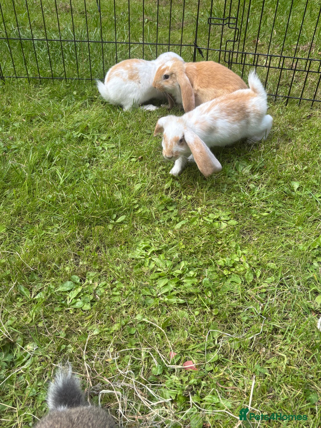 French Lop rabbits for sale: Beautiful and friendly French lop babies - Image 11