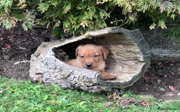 Labrador Retriever dogs for sale: Dark Red and Yellow KC reg DNA Clear Lab Puppies - Image 27