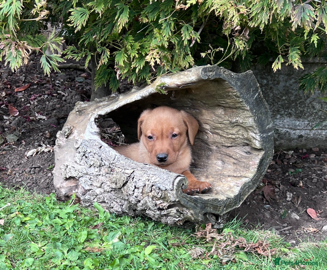 Labrador Retriever dogs for sale: Dark Red and Yellow KC reg DNA Clear Lab Puppies - Image 27