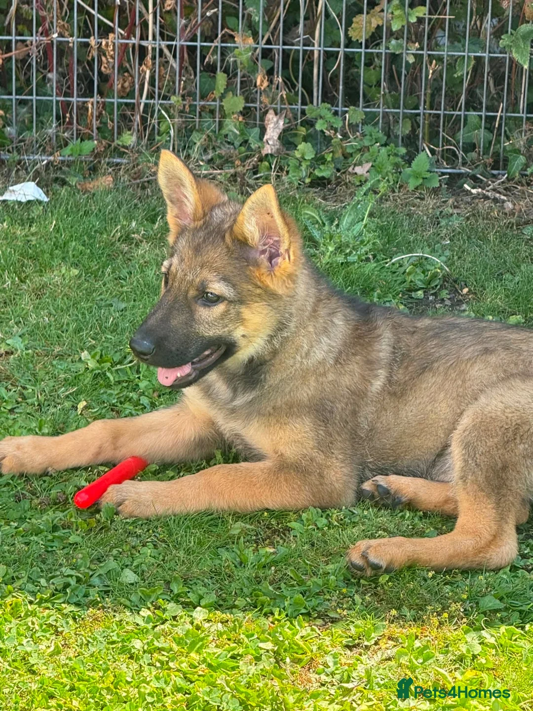 German Shepherd dogs for sale: Beautiful 3 month old female German shepherd  in Stratford-upon-Avon - Advert 2