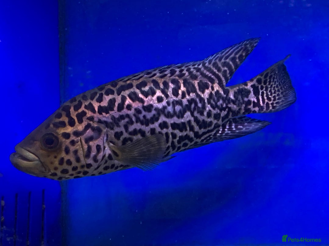 Cichlids fish for sale: South American cichlids all must go! - Image 7