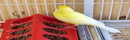 Canaries birds for sale: Beautiful canaries - Advert 10