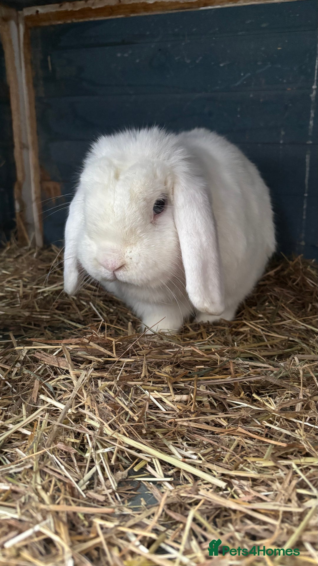 Mini Lop rabbits for sale: Bunny for sale - Advert 1