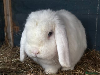 Mini Lop rabbits Bunny for sale - Advert 1