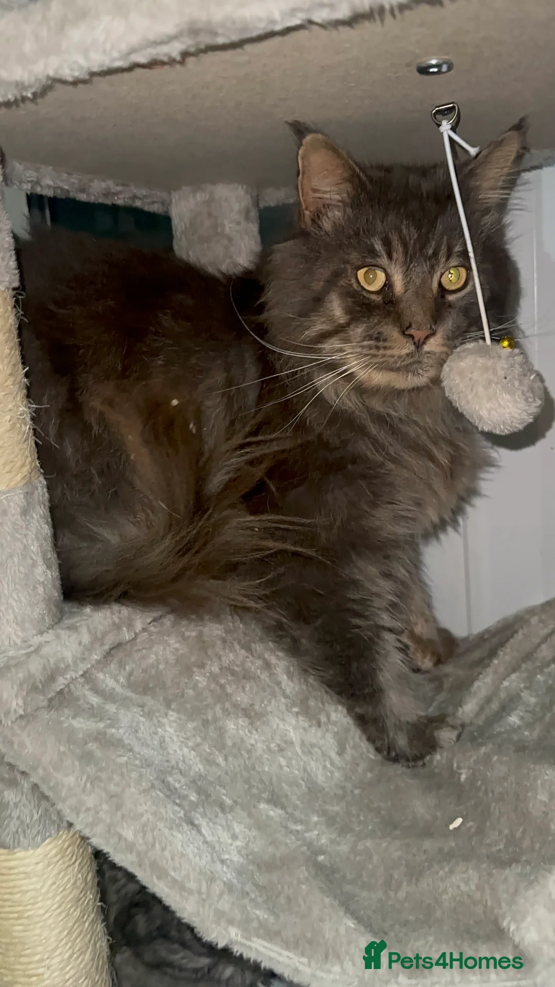 Maine Coon cats for sale: Huge TICA ACTIVE CHAMPIONSHIP BREEDING MALE - Advert 3