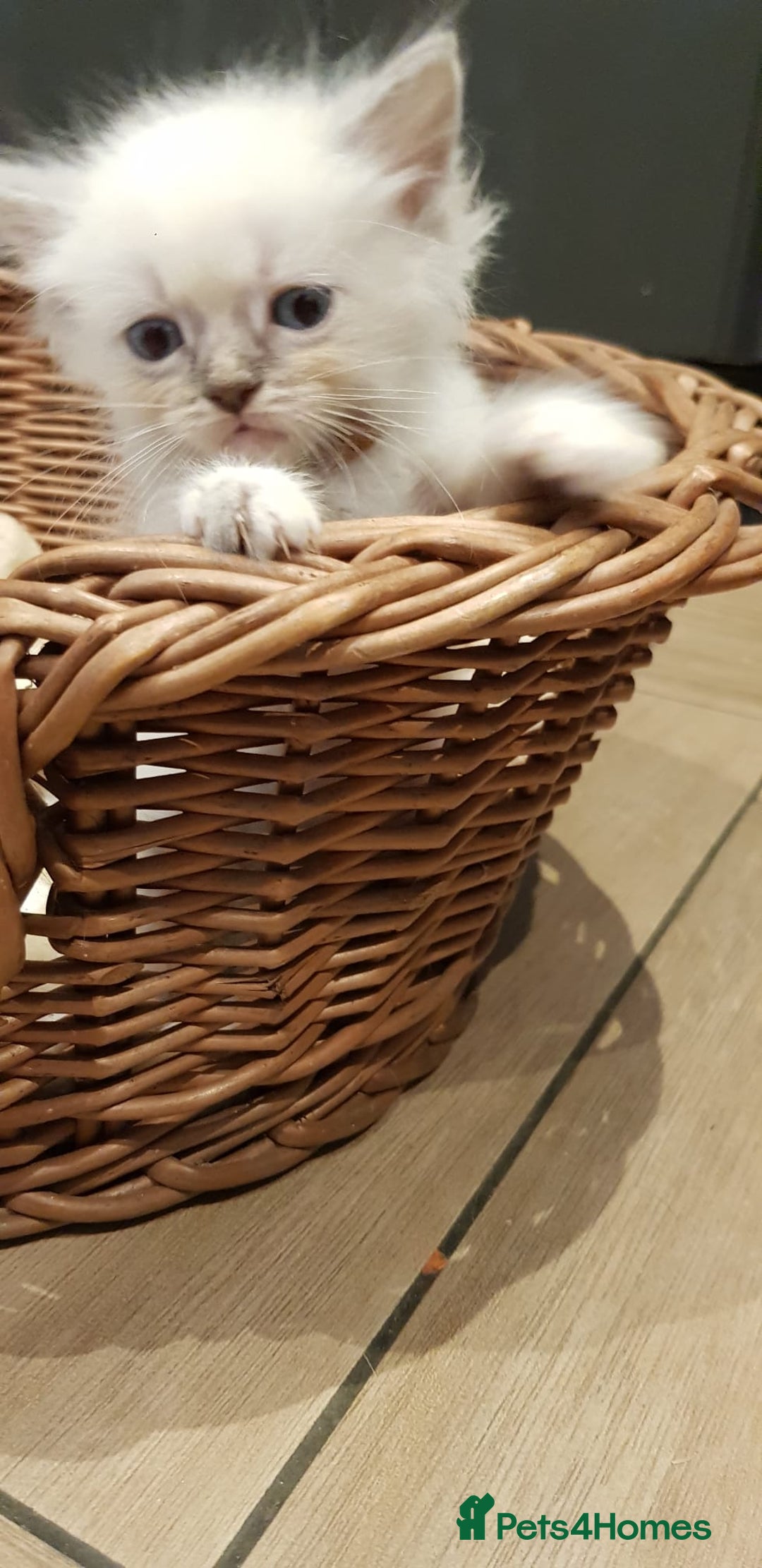 Siberian cats for sale: Hypoallergenic Siberian Neva Masquerade kittens. - Image 8