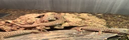 Monitor reptiles for sale: Baby Ackie Monitors - Advert 7