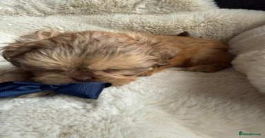 Shih Tzu dogs - Advert 9
