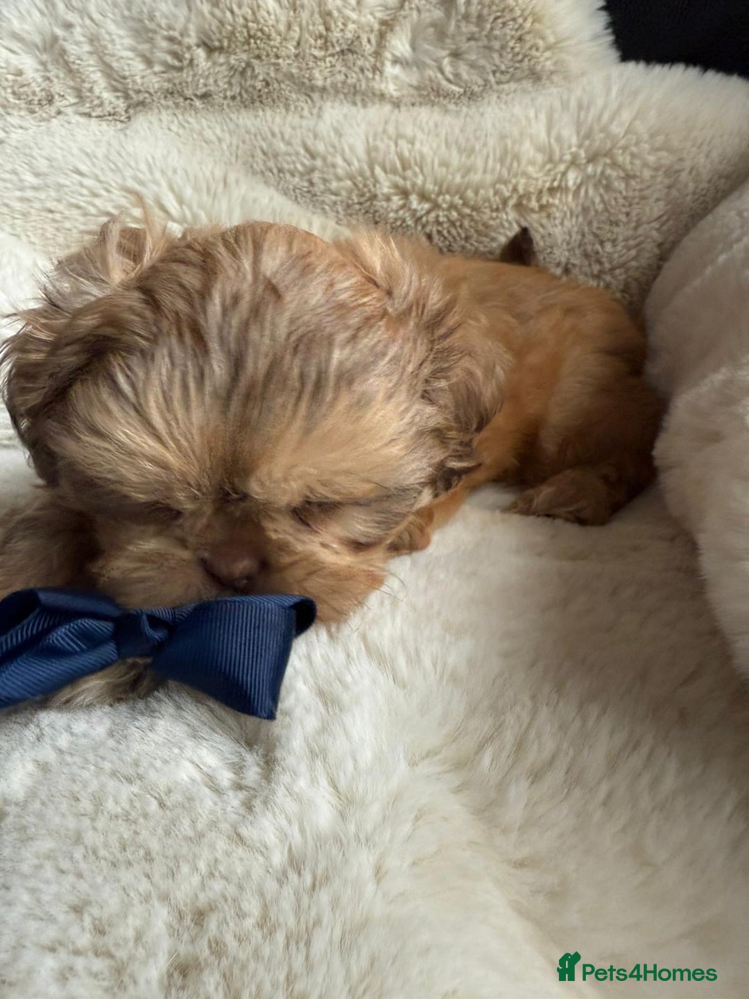 Shih Tzu dogs for sale: 4 imperial shih Tzu beautiful boys  - Image 2