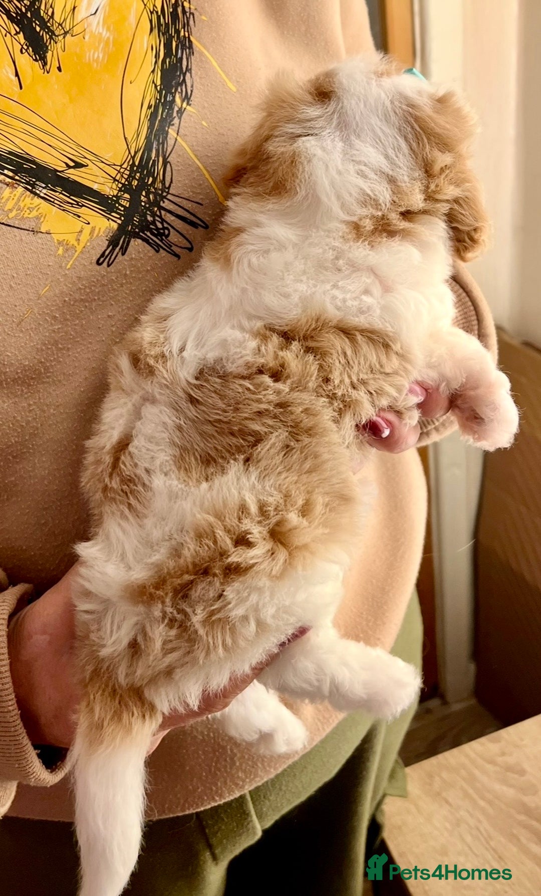Cavapoo dogs for sale: TOY Fluffy Cavapoo’s From Health Tested Parents - Image 27
