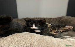 British Longhair cats for sale: 6 Super Friendly British Long Haired Kittens - Image 3