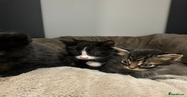 British Longhair cats - Advert 2