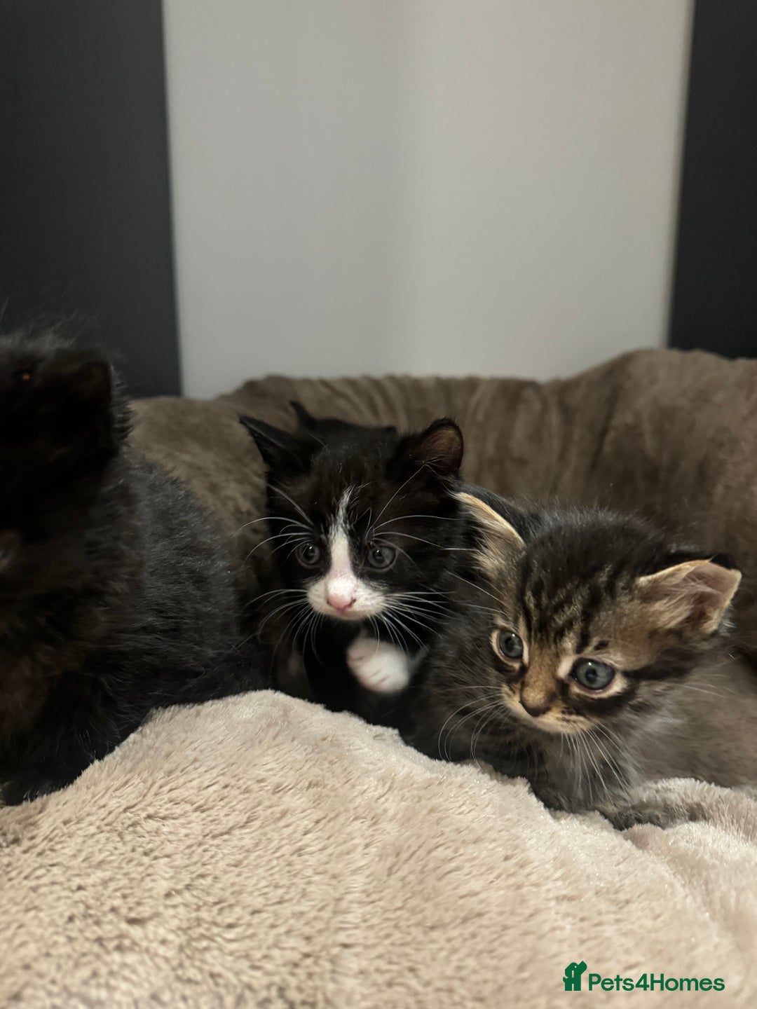 British Longhair cats for sale: 6 Super Friendly British Long Haired Kittens - Image 3