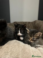 British Longhair cats - Advert 1