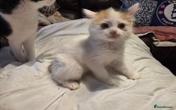European cats for sale: Beautiful kittens  - Image 4