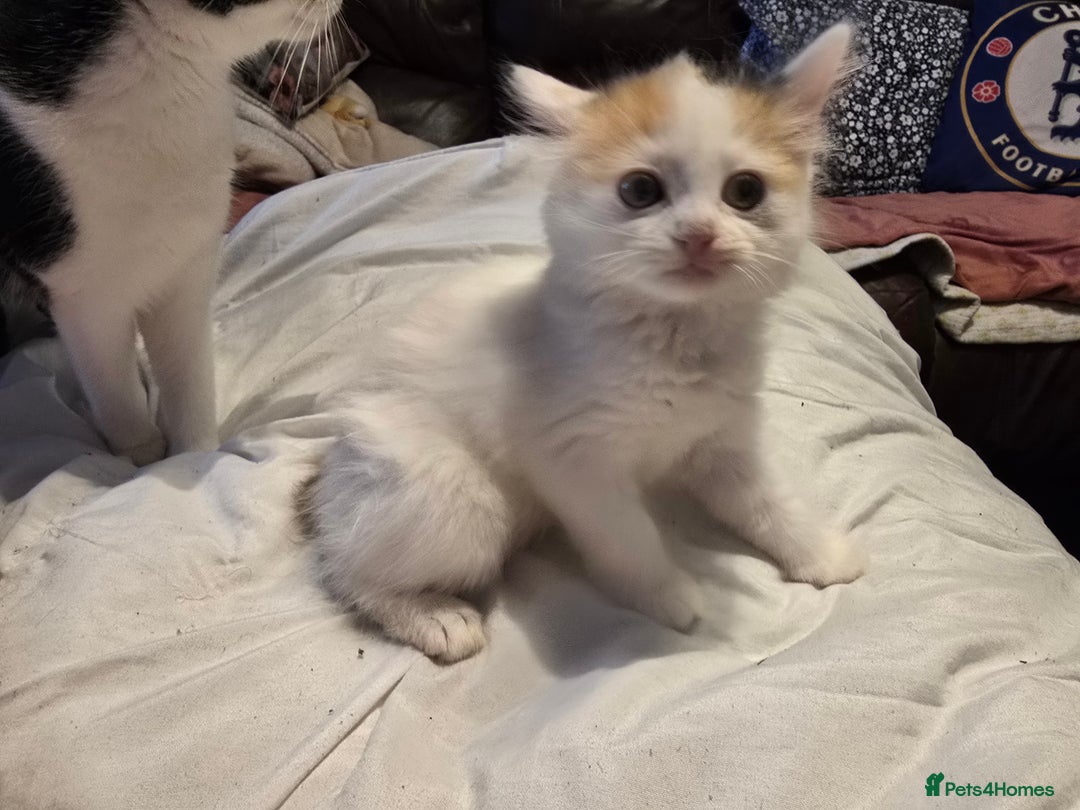 European cats for sale: Beautiful kittens  - Image 4